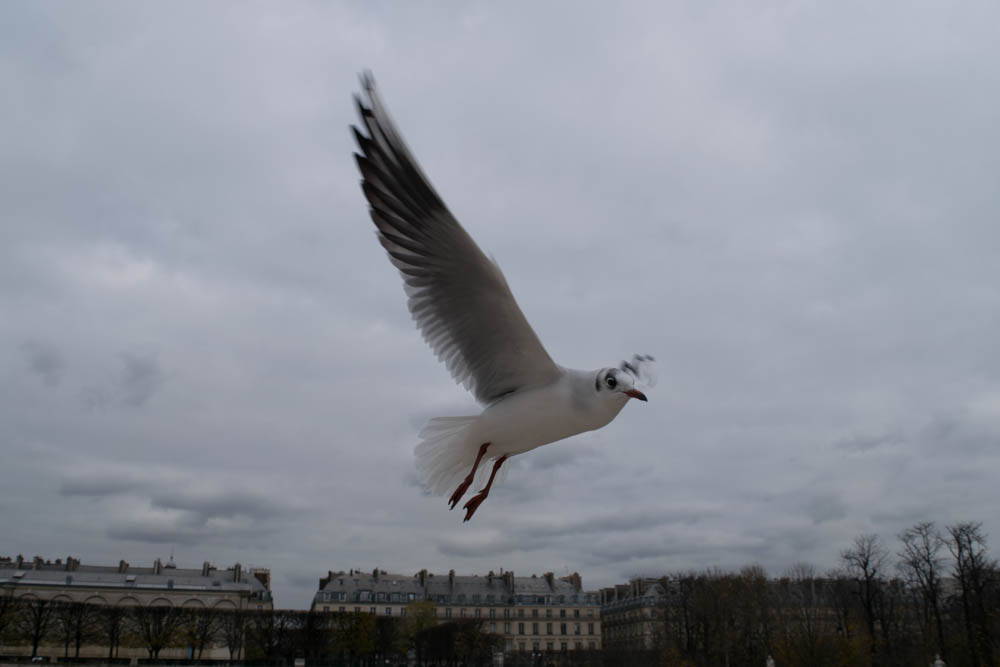 The Birds of Garden of Tuileries